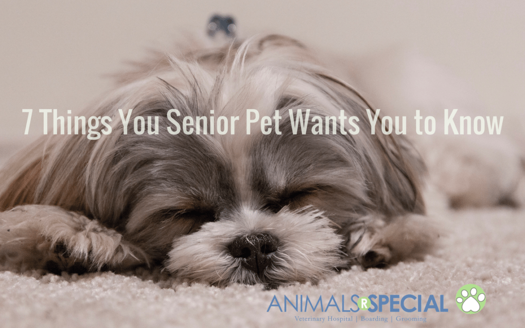 7 Things Your Senior Pet Wants You to Know