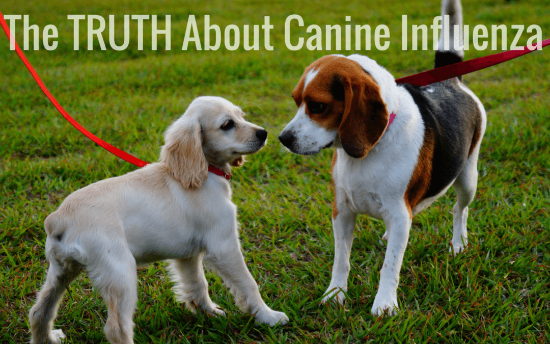 The Truth About Canine Influenza