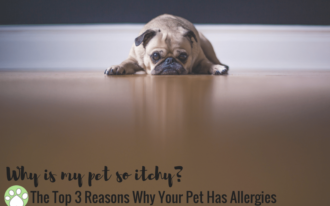 Why Is My Pet So Itchy? The Top 3 Reasons Why Your Pet Has Allergies.