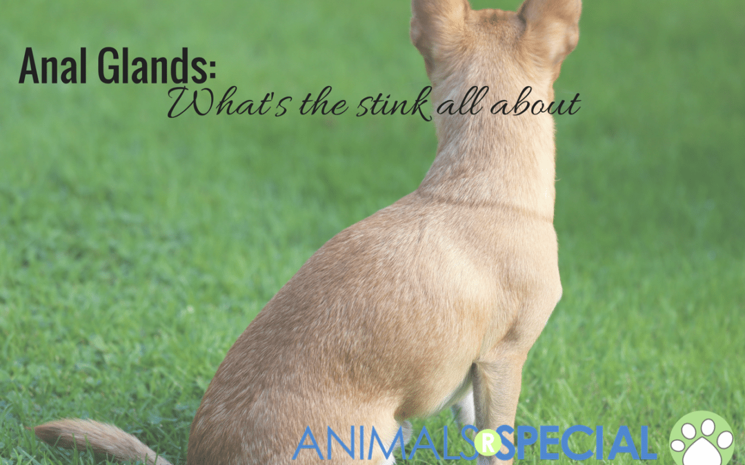 Anal Glands : What’s the stink all about