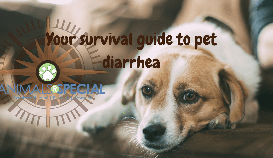 Your Survival Guide to Pet Diarrhea