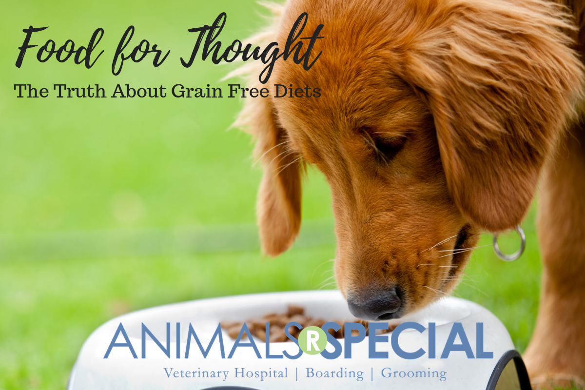 Why are grain free diets bad for outlet dogs