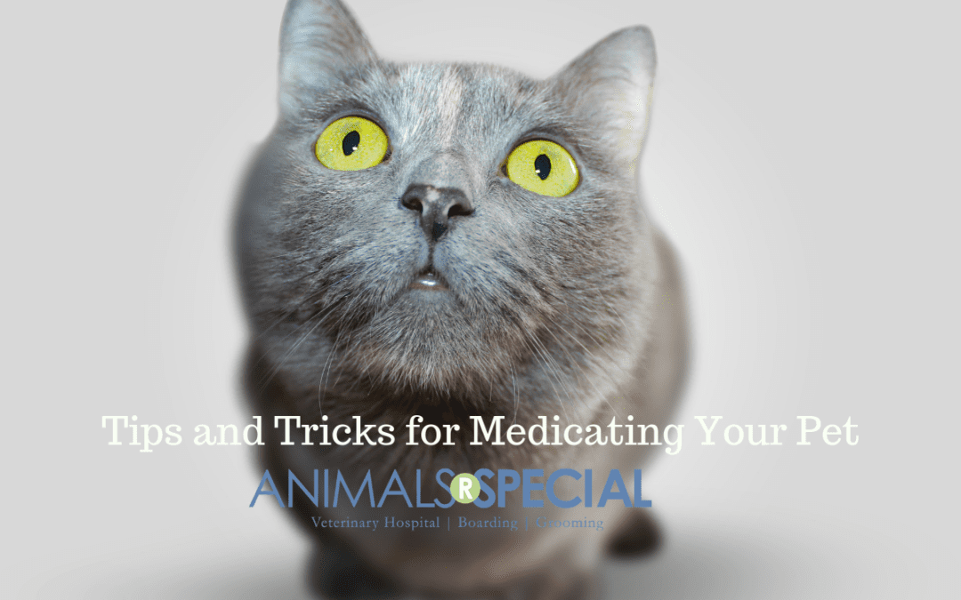 Tips And Tricks For Medicating Your Pet