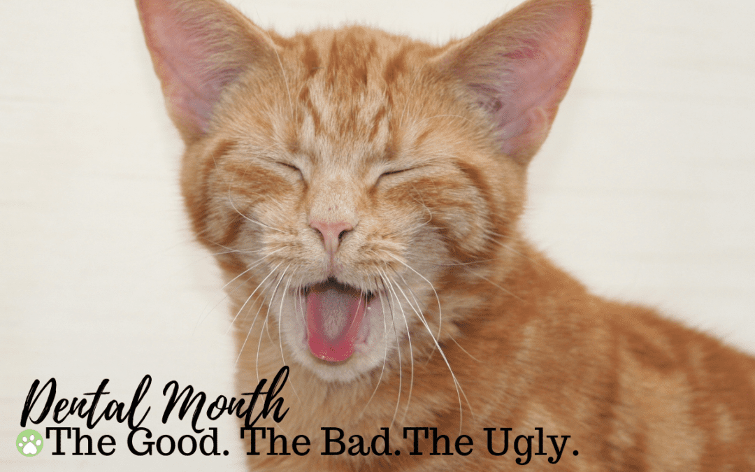 Dental Month: The Good.The Bad.The Ugly.