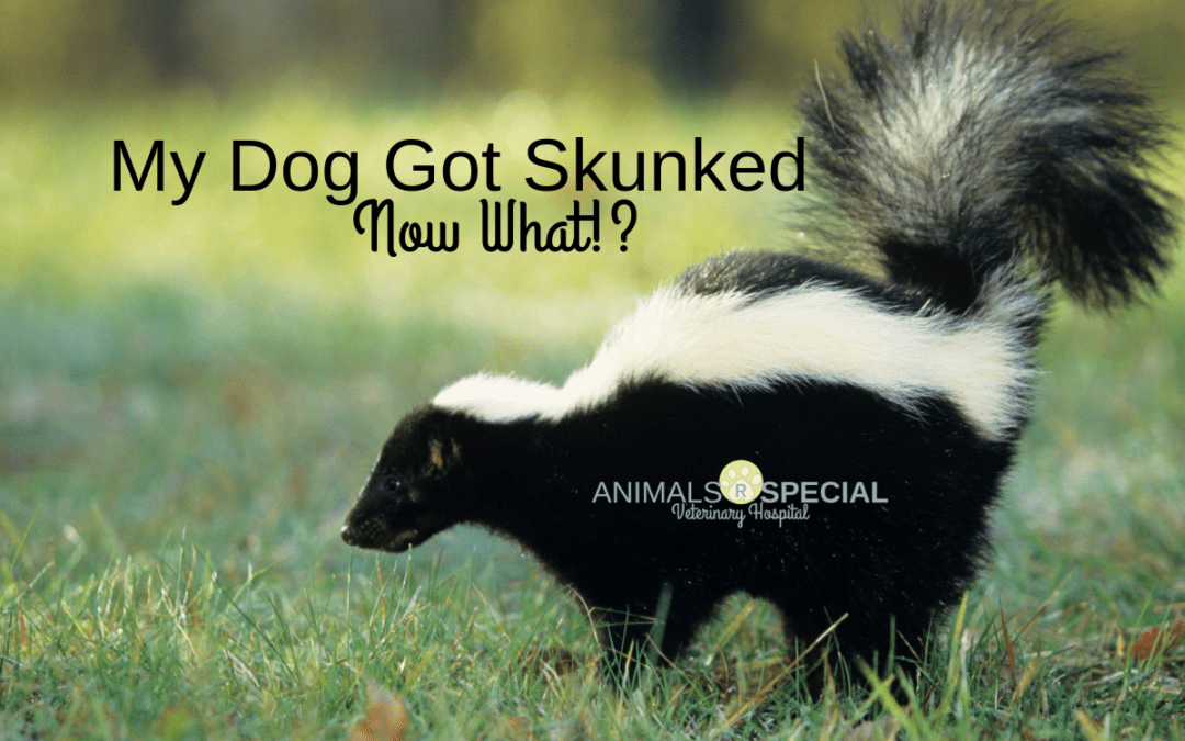 My Dog Got Skunked- Now What?