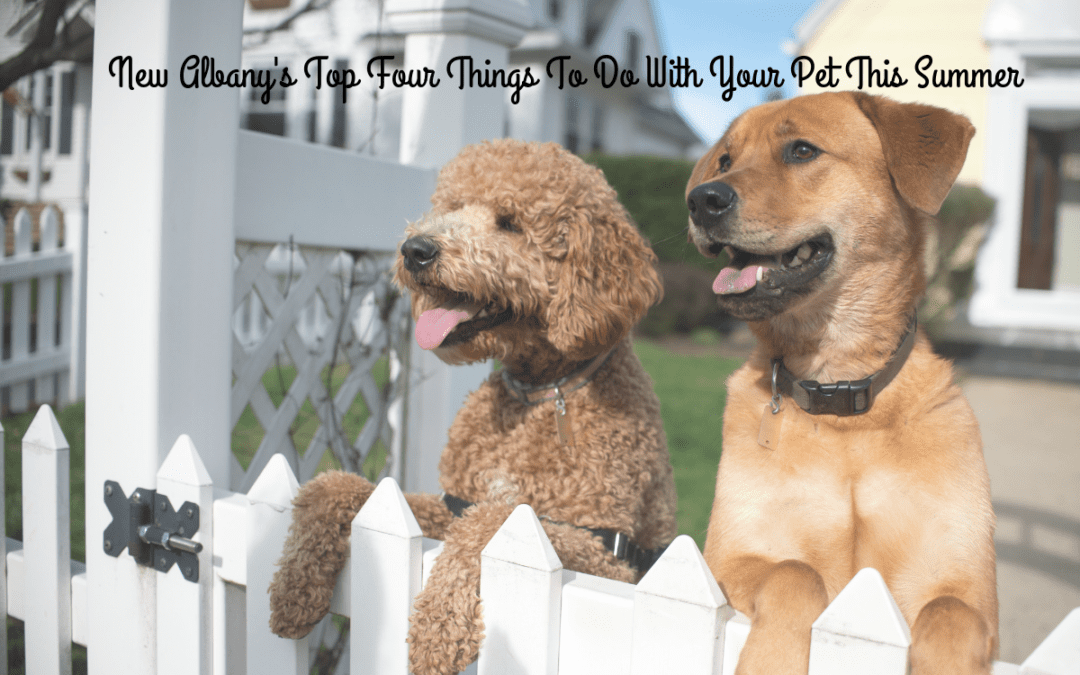 New Albany’s Top Four Things To Do With Your Pet This Summer