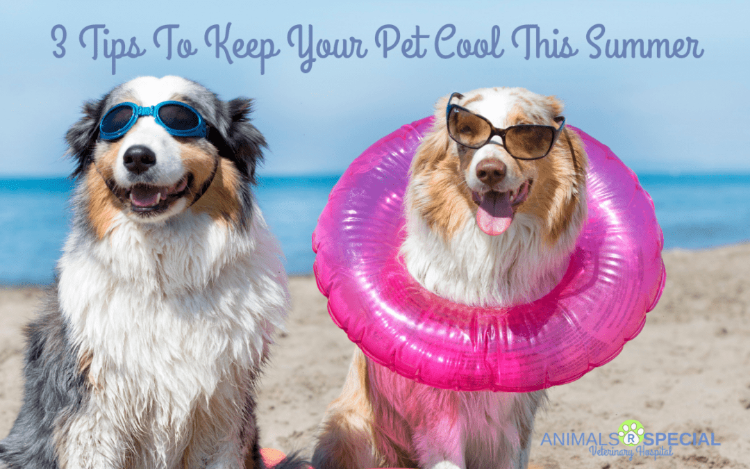 Three Tips To Keep Your Pet Cool This Summer