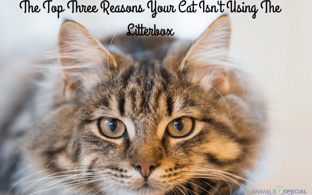 The Top Three Reasons Your Cat Isn’t Using The Litterbox