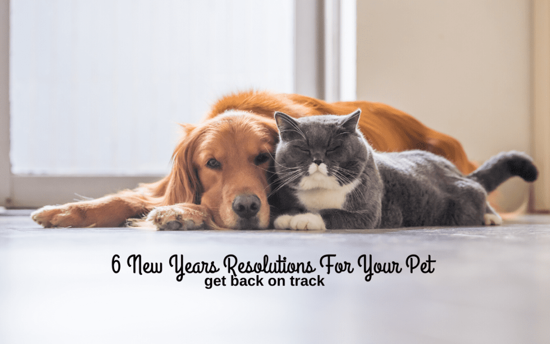 6 New Years Resolutions For Your Pet – Get Back On Track
