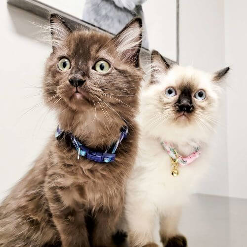 two cats wearing collars