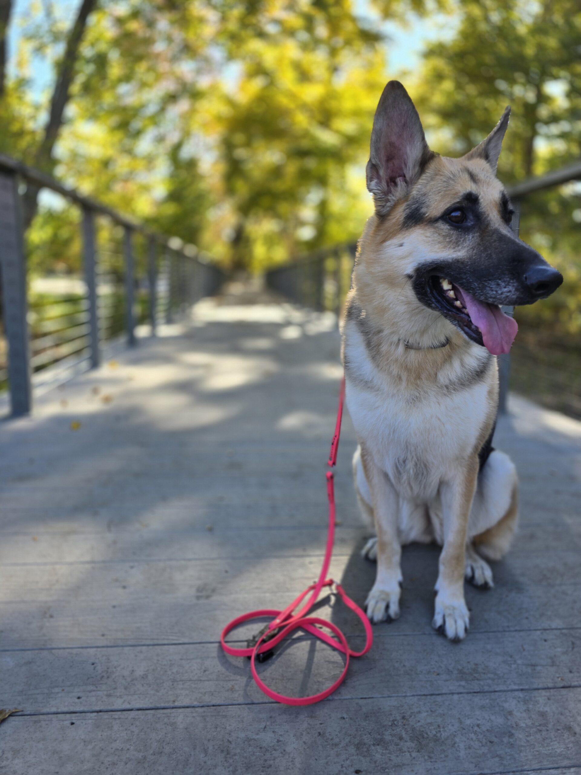 Dog in our community space