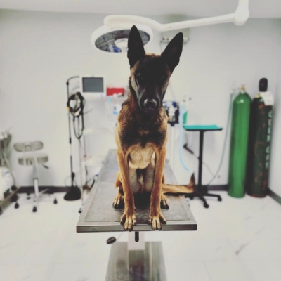 A dog sitting on a vet table in a clinic