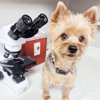 A dog in front of a microscope on a table