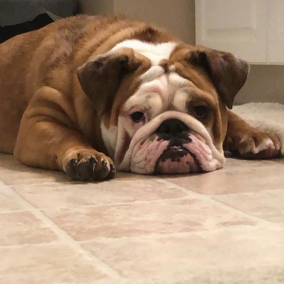 A dog resting on a floor