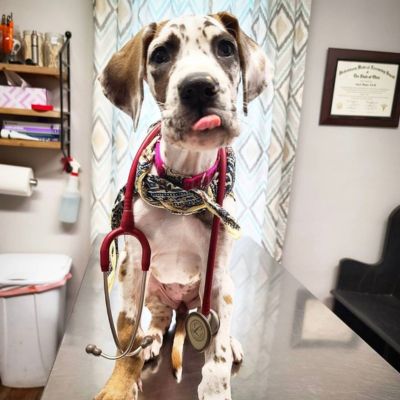 A puppy with a stethoscope around its neck