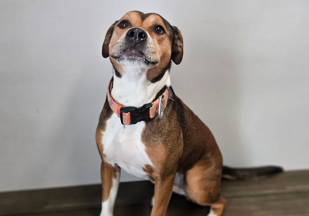 A brown and white dog with a collar